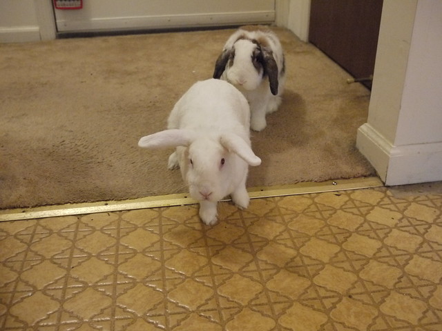 gus and betsy begging for treats by the front kitchen door