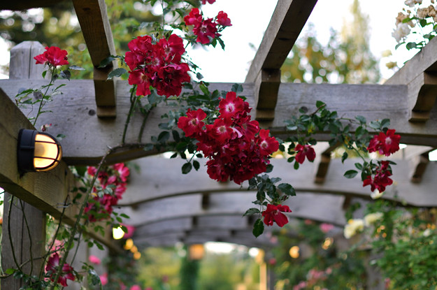 Crow-and-Gate-roses