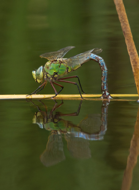 Emperor dragonfly egg laying portrait