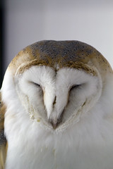 Festival Park Owl Sanctuary Ebbw Vale