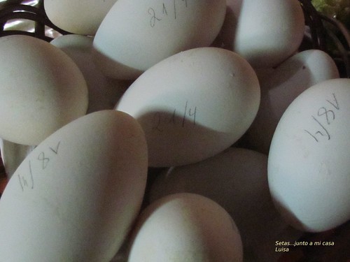 Primer plano de huevos de oca