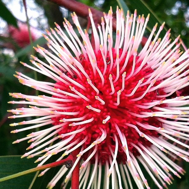 Hakea laurina is my wife's floral emblem. #hakea #pincushion #flower