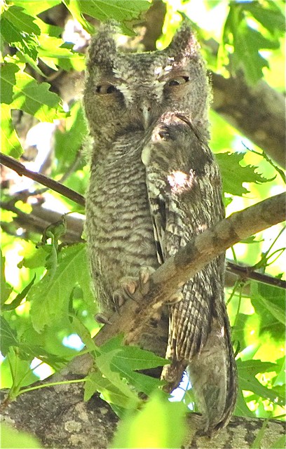 Eastern Screech-owl in Livingston County, IL 98