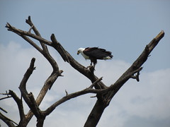 Kenya - Lac Baringo 2011