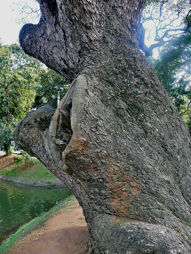 Tree on Kandy Lake