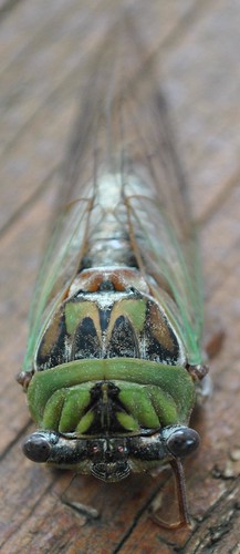 cicadas and swimming 007_crop