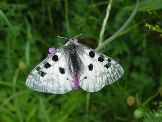  papillon blanc taches noires -2