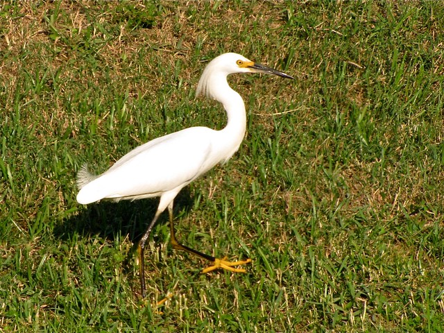 Snowy Egret in Tampa, FL 03