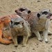 3 Meerkats
