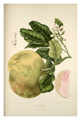 006-Pomelo silvestre-Fleurs, fruits et feuillages choisis de l'ille de Java-1880- Berthe Hoola van Nooten