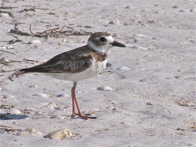 Wilson's Plover at Honeymoon Island State Park in Pinellas County, FL 03