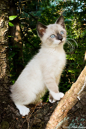 Siamese mixed kitten by Genny164