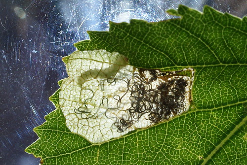 Eriocrania salopiella tenanted mine