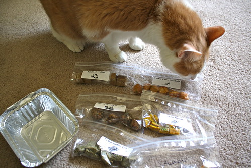 Karma sniffing the cat treats I made in class