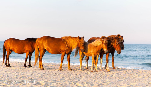 Ponies at Assateague Island