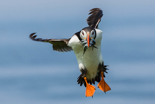 Puffin coming in to land