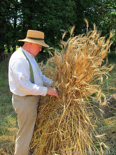 Sheaving the wheat at Howell Living History Farm, Lambertville, New Jersey