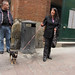 Dogs Of Bologna Italy 40