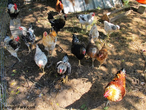 (19-14) Cock-a-doodle-doo! A lot of those cute little chicks turned into roosters - FarmgirlFare.com