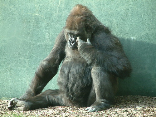 So sad  Tatu died at the Prague Zoo. by Sunshine Gorilla