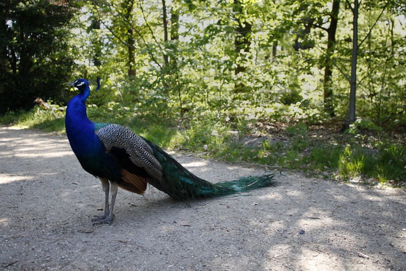 peacock1