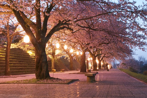 Shibukawa park cherry blossoms 3