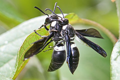 Wasps of Virginia