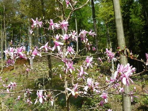 Himalayan garden Grewelthorpe Magnolia