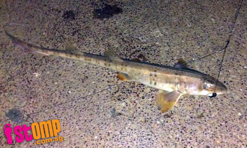Surprise catch: Angler hooks baby shark at Punggol End