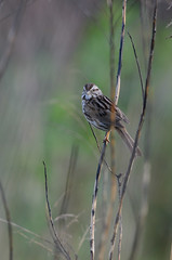 Song Sparrow_4524.jpg by Mully410 * Images