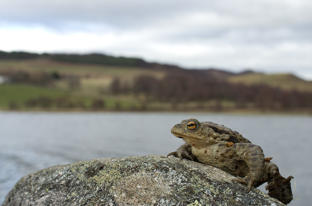 common toad posed loch shot