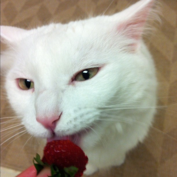 Strawberry cat.
