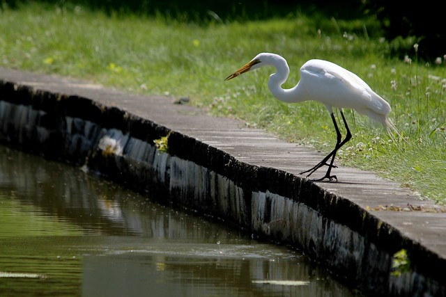 Fishing egret
