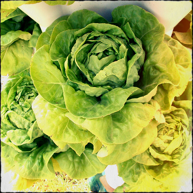 Aquaponic Lettuce | Flickr - Photo Sharing!
