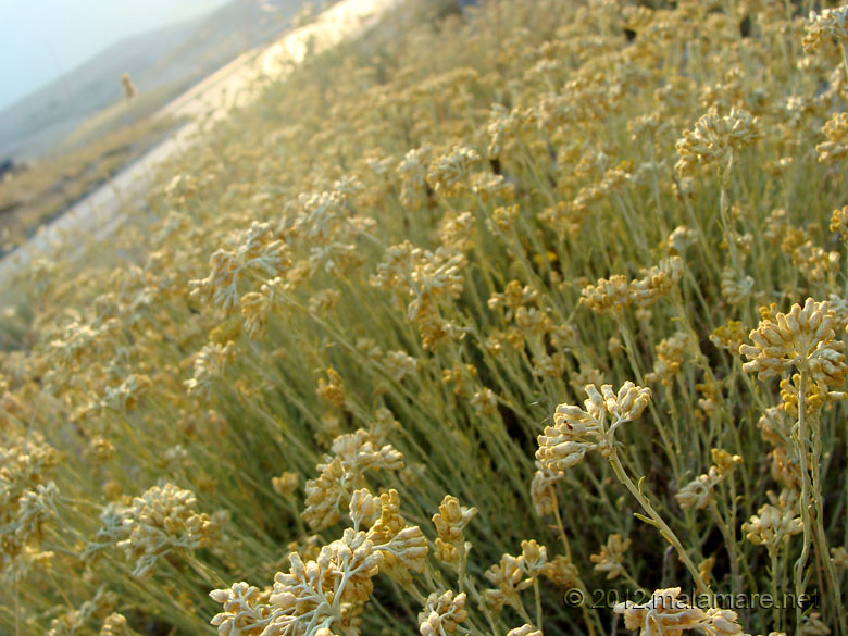 picking immortelle at down by the sea