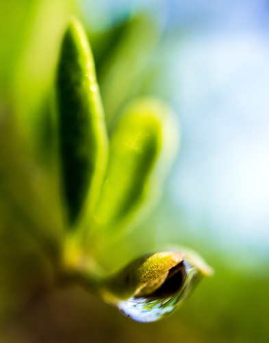 Water drop on leaf 1