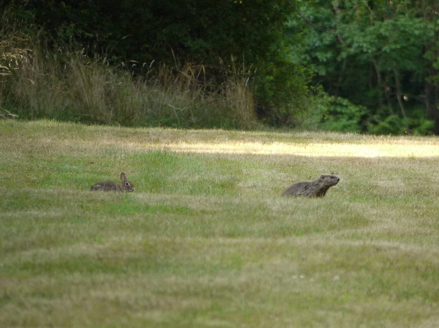rabbit and groundhog 2