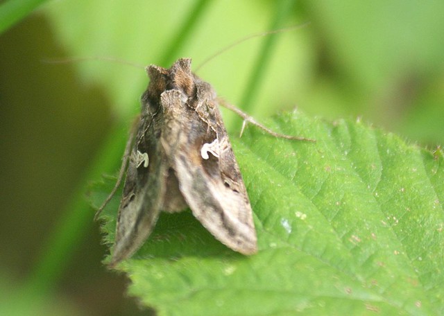 Silver Y moth DSC_4072