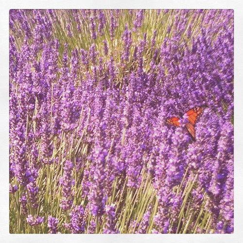 monarch butterfly in the lavander field 2