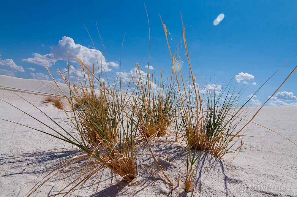 Grass on the white sand dunes