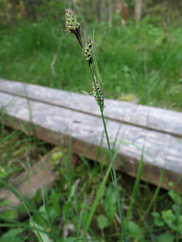Carex buxbaumii - nuijasara Автор фото: Kari Pihlaviita