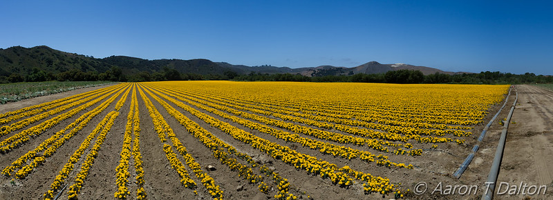 The Yellow Field by Panorama