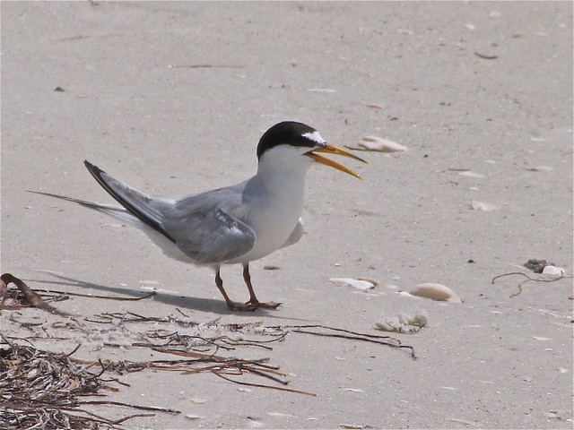 Least Tern at the Sunshine Skyway Bridge North Rest Area in Pinellas County, FL 03