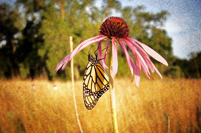 butterfly pictures butterfly life cycle butterfly symbolism butterfly tattoos butterfly lyrics monarch butterfly butterfly coloring pages butterfly bush monarch butterfly facts monarch butterfly life cycle swallowtail butterfly monarch butterfly diet monarch butterfly migration monarch butterfly endangered monarch butterfly habitat monarch butterfly life span coneflower care coneflower pictures coneflower colors purple coneflower coneflower facts coneflower varieties yellow coneflower coneflower plants Door County Wisconsin coneflower varieties purple cone flower cone flower photo yellow cone flower cone flower care coneflower seeds cone flower foliage hydrangea