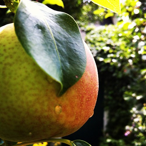 more pears #maine #lughnasadh #urbangarden #organicgarden