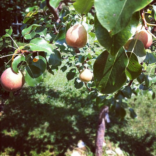 the Staceyville pear is loaded #organicgarden #urbangarden #maine #lughnasadh