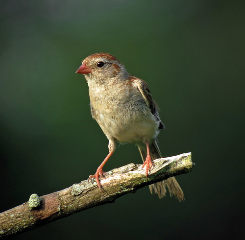 Field Sparrow, Negri-Nepote Native Grassland Preserve, Franklin Township, NJ by JFPescatore