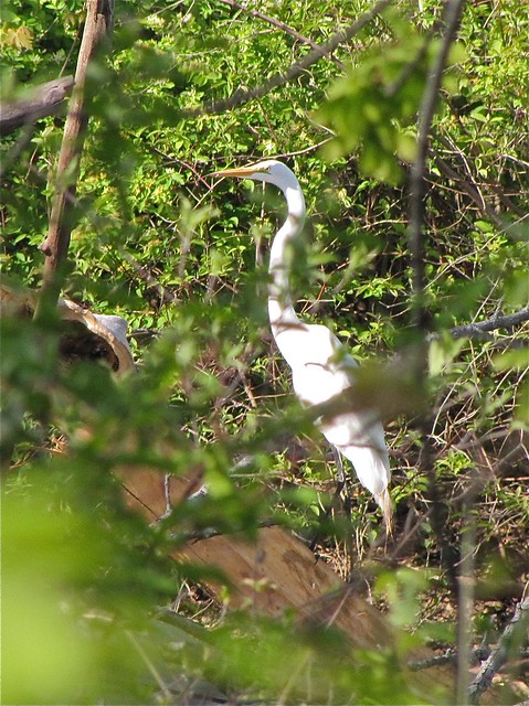 Great Egret at Angler's Pond