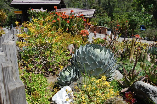 Big Sur Spirit Garden by FarOutFlora