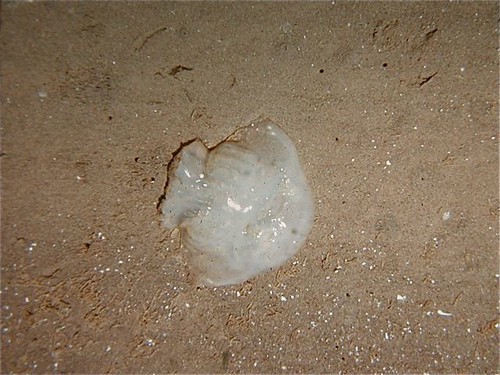 Beached Jellyfish Santa Clara